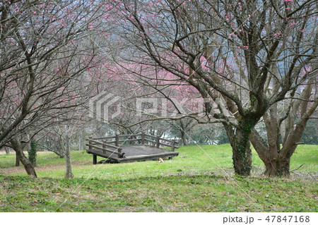 猫・野良猫・茶トラ・チャー坊・オス・錆柄・クロちゃん・メス・梅園・花見・寛ぐ・梅・二月・満開 47847168