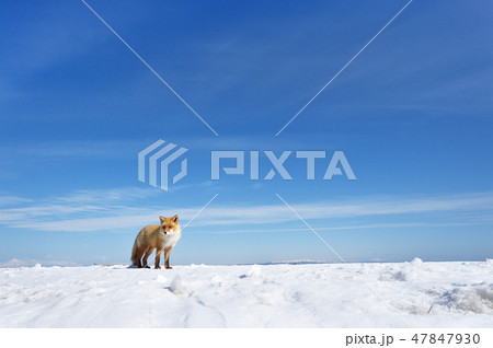 青い空と白い雪とキタキツネ（北海道） 47847930