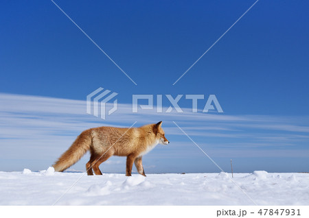 青い空と白い雪とキタキツネ 北海道 の写真素材 青い空と白い雪とキタキツネ 北海道 の写真素材