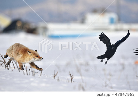 カラスを追いかけるキタキツネ 北海道 の写真素材