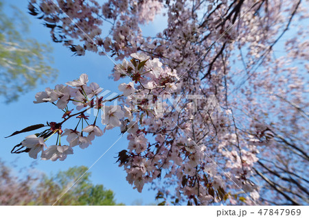 北海道の桜（帯広・緑ヶ丘公園） 47847969