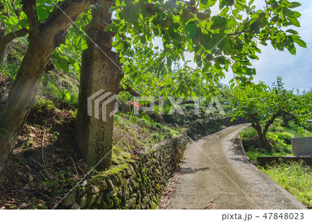 高野山町石道 47848023