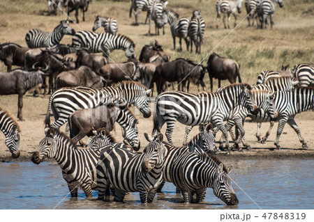 タンザニア セレンゲティ国立公園 シマウマとヌーの群れ タンザニア セレンゲティ国立公園 シマウマとヌーの群れ 47848319