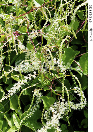 雲南百薬の花 47848359