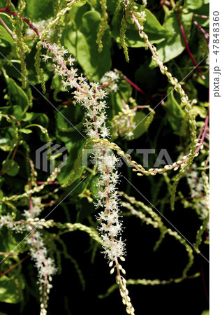 雲南百薬の花 雲南百薬の花 47848360