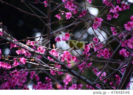 桜 さくら サクラ 47848546
