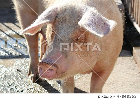 可愛い豚の写真素材