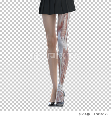 Female dissection muscle 3DCG illustration material 47848579