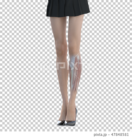 女性解剖肌肉3DCG例證材料 47848581