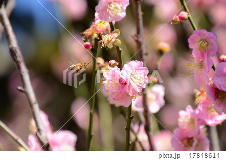 桜 さくら サクラ 47848614