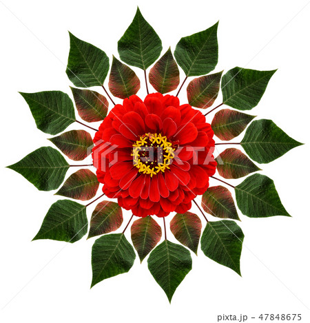 Green leaves and red flower in circle composition 47848675
