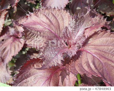 赤紫蘇(アカジソ) 赤紫蘇(アカジソ) 47848963