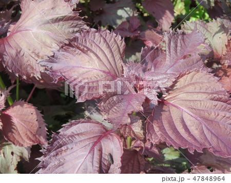 赤紫蘇（アカジソ） 47848964