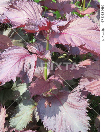 赤紫蘇（アカジソ） 47848966