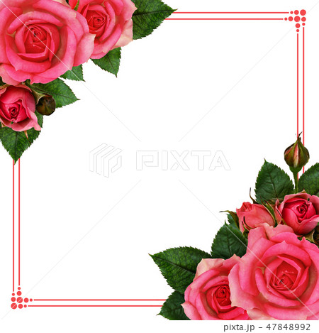 Rose flowers corners and frame 47848992
