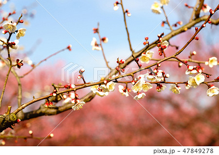 咲きはじめの梅の花 47849278