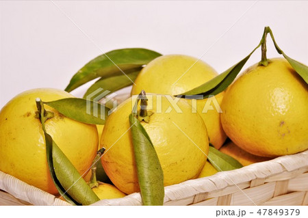 柑橘類の盛り合わせ 柑橘類の盛り合わせ 47849379