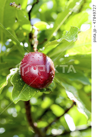 オキナワキョウチクトウの実 47849727