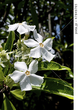 オキナワキョウチクトウの花 47849765