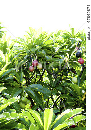 オキナワキョウチクトウの実 47849871