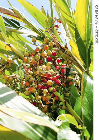 月桃の実 月桃の実 47849885