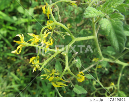 ミニトマトの花 ミニトマトの花 47849891