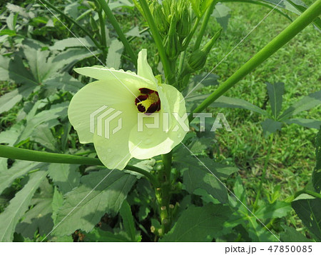 オクラの花 オクラの花 47850085