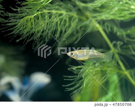 メダカ 47850706