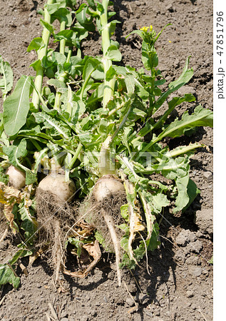 野沢菜の蕪 野沢菜の蕪 47851796