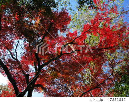 紅葉 47851812