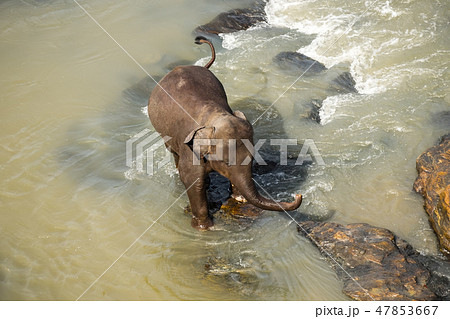 Big Asian elephants. Nature of Sri Lanka 47853667