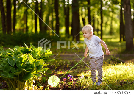 Cute little boy catches butterflies with scoop-net 47853853