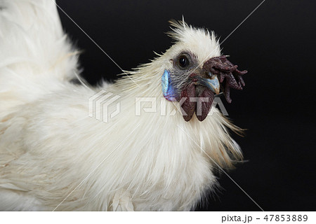 Portrait of japan rooster 47853889