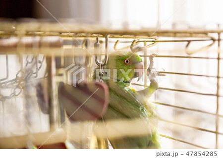 Green lory parrot. Talkative lorikeet pet 47854285