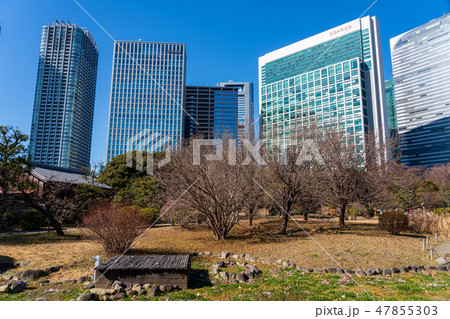 浜離宮恩賜庭園　花木園から見たカレッタ汐留のビル 47855303
