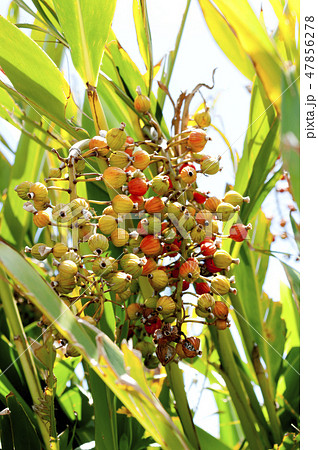 月桃の実 47856278