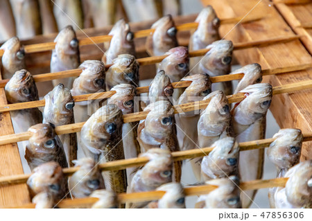 はたはた 干物 はたはた 干物 47856306