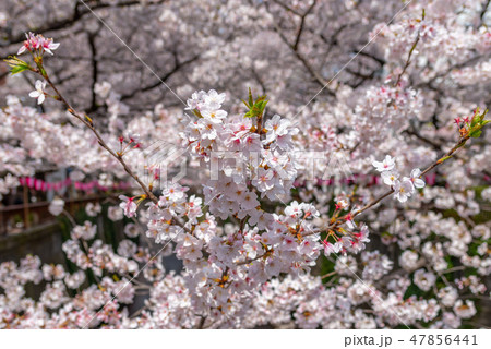 目黒川の桜並木 満開の桜 目黒区 中目黒 東京都 目黒川の桜並木 満開の桜 目黒区 中目黒 東京都 47856441