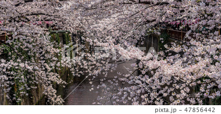 目黒川の桜並木 満開の桜 目黒区 中目黒 東京都 目黒川の桜並木 満開の桜 目黒区 中目黒 東京都 47856442