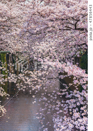 目黒川の桜並木　満開の桜　目黒区　中目黒　東京都 47856443