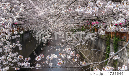 目黒川の桜並木　満開の桜　目黒区　中目黒　東京都 47856444