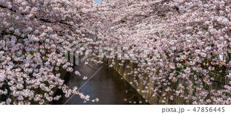 目黒川の桜並木 満開の桜 目黒区 中目黒 東京都 目黒川の桜並木 満開の桜 目黒区 中目黒 東京都 47856445