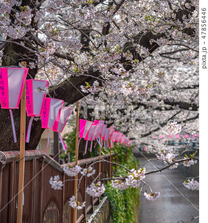 目黒川の桜並木　満開の桜　目黒区　中目黒　東京都 47856446