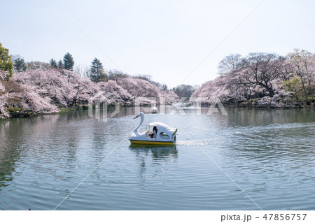東京都 井の頭公園 井の頭池 満開の桜 東京都 井の頭公園 井の頭池 満開の桜 47856757