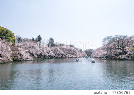 東京都　井の頭公園　井の頭池　満開の桜 47856762