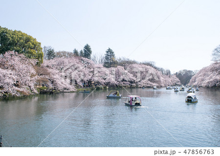 東京都　井の頭公園　井の頭池　満開の桜 47856763