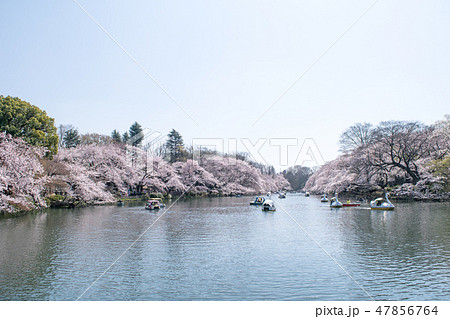 東京都 井の頭公園 井の頭池 満開の桜 東京都 井の頭公園 井の頭池 満開の桜 47856764
