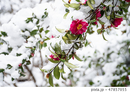 雪の中の山茶花 47857055