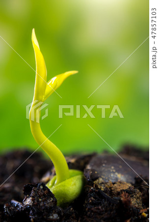 Bud leaves of young plant seedling in forest Bud leaves of young plant seedling in forest 47857103