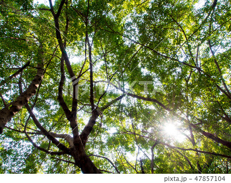 Sunlight sifting through the leaves of Banyan tree Sunlight sifting through the leaves of Banyan tree 47857104